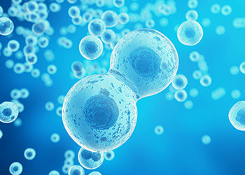 幹細胞とは?ー老化の原因は幹細胞の減少?ー