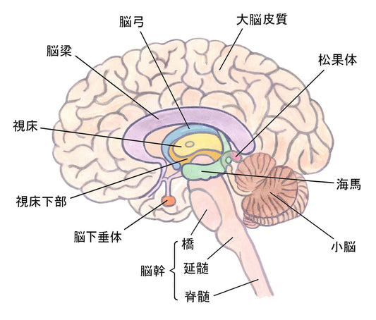 脳の三層構造とストレスの関係